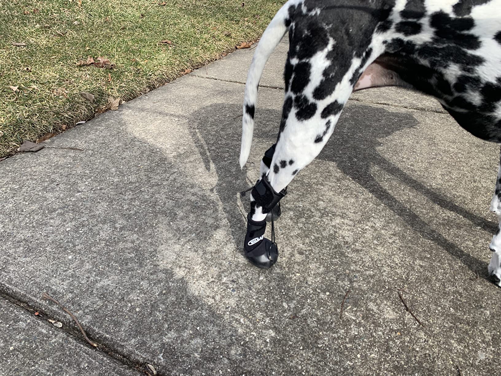 No Knuckling Boot Brace for Dogs review Vivian IV