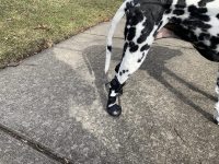 No Knuckling Boot Brace for Dogs review 0