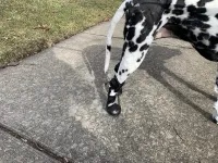 No Knuckling Boot Brace for Dogs review 0