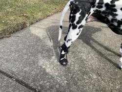 No Knuckling Boot Brace for Dogs review Vivian IV