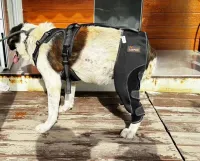 Dog Knee Brace for Back Leg Torn CCL review 0