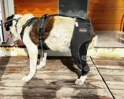 Dog Knee Brace for Back Leg Torn CCL review Otto Wyld(e)