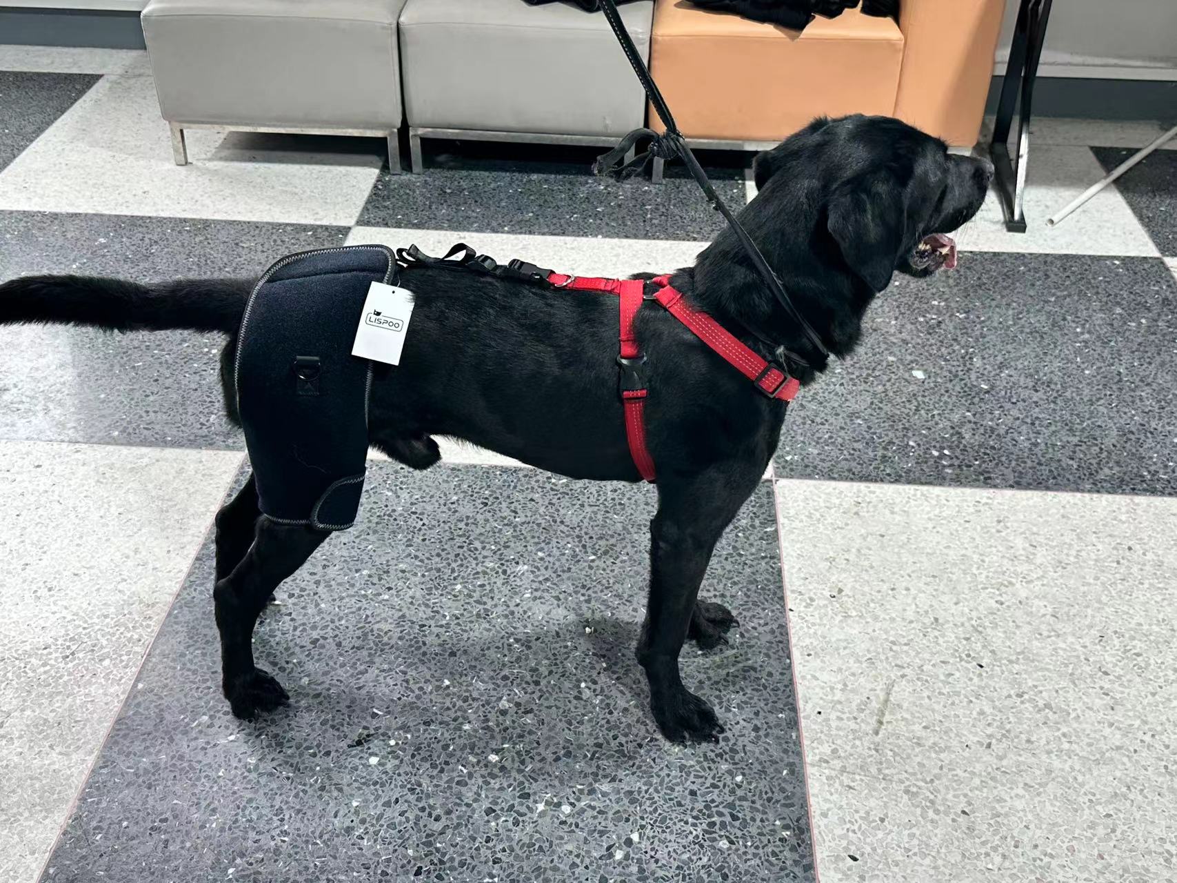 Hip Brace for Dogs with Hip Dysplasia review Oliver Frederick