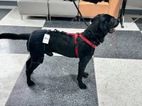 Hip Brace for Dogs with Hip Dysplasia review 0