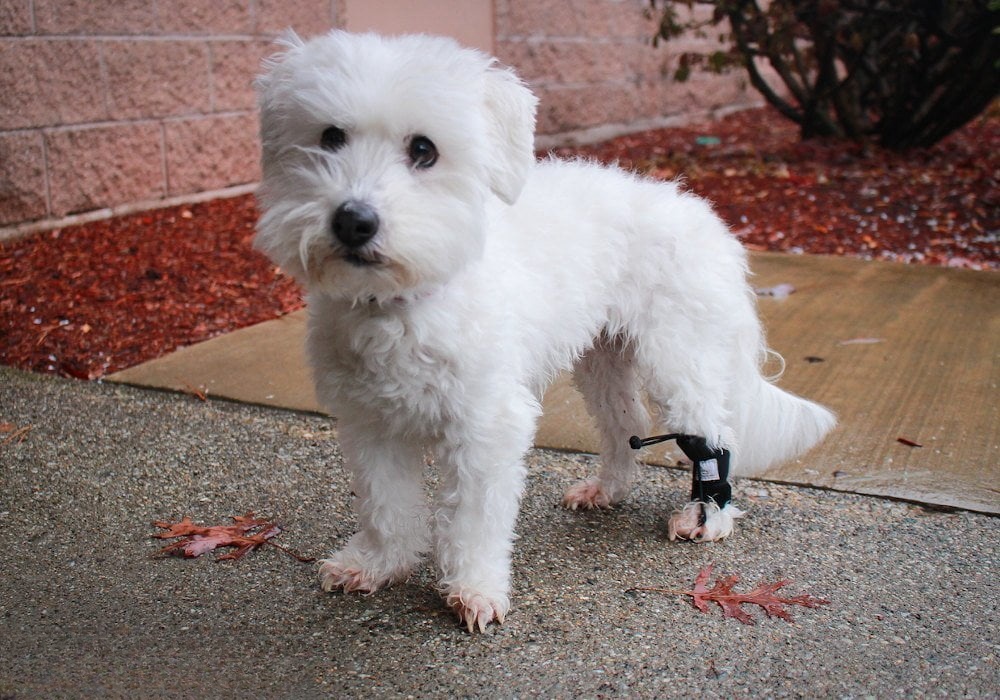 Rear No Knuckling Training Sock For Dogs review Amos Ralph