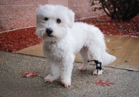 Rear No Knuckling Training Sock For Dogs review 0