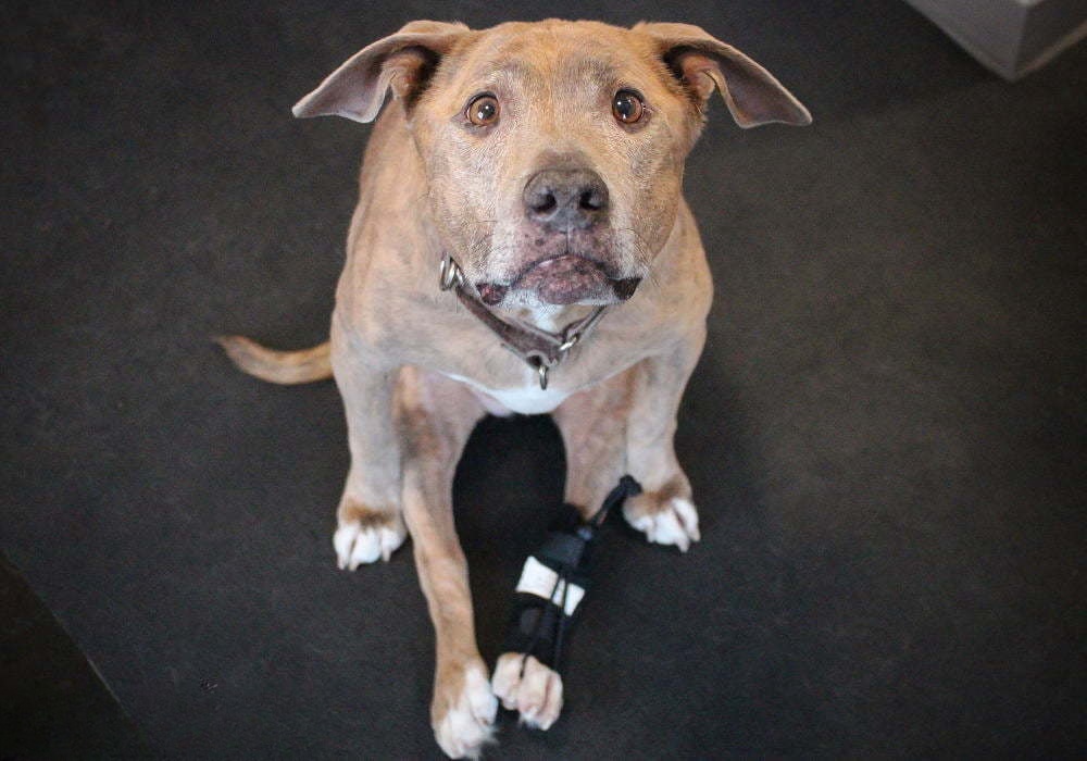 Dog Front Leg No-Knuckling Training Sock review Truman Minnie