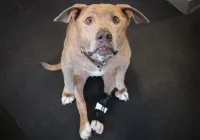 Dog Front Leg No-Knuckling Training Sock review 0