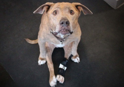 Dog Front Leg No-Knuckling Training Sock review 