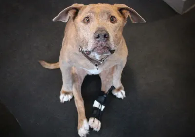 Dog Front Leg No-Knuckling Training Sock review 
