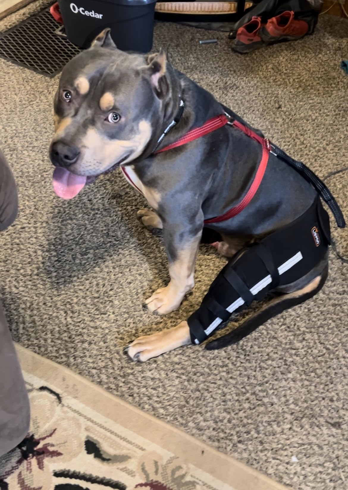Dog Knee Brace review Hogan Haggai