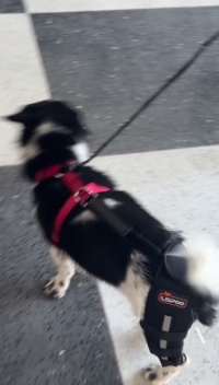 Luxating Patella Dog Knee Brace review Wilbur Isaiah