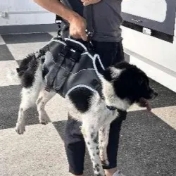 Total Body Lift Harness for Dogs review Jo Baldwin