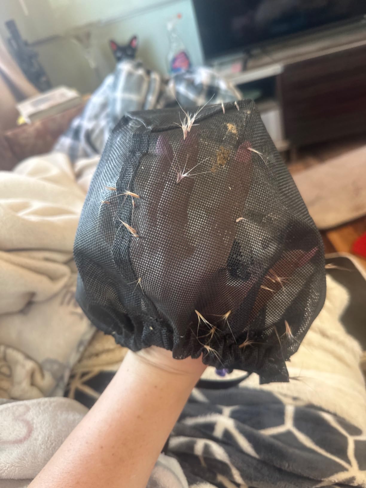 Field Guard Head Protector for Dogs review Quintina Stella