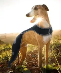 Licking Sleeve for Dogs Hind Leg review 0