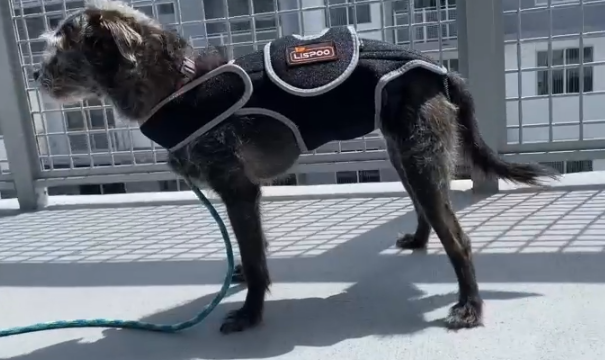 Dog Back Brace for IVDD review Carter Stuart