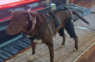 Dog Knee Brace with Metal Splint Hinge Support for ACL review 