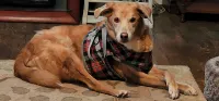 Grid Dog Lift Harness for Back Legs review 0