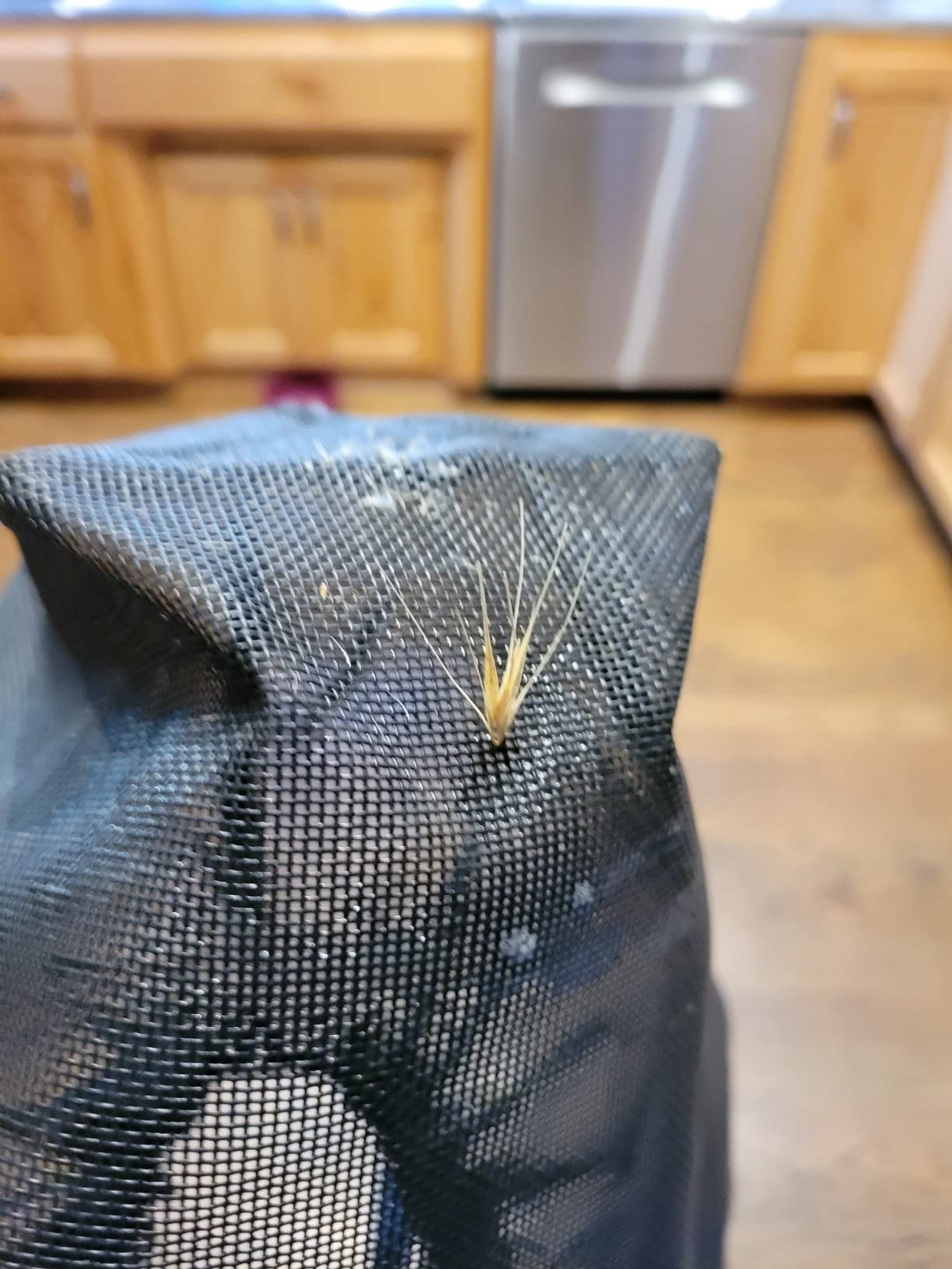 Field Guard Head Protector for Dogs review Clara Zacharias