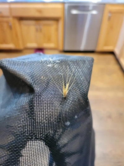 Field Guard Head Protector for Dogs review 