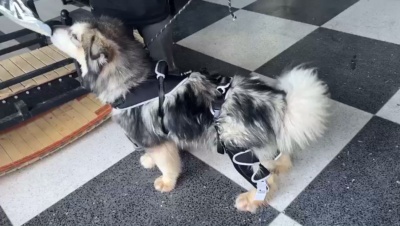 Dog Knee Brace with Metal Hinge Support for Acl review 