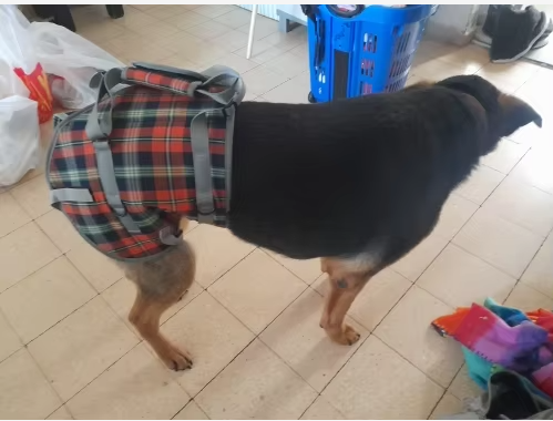 Grid Dog Lift Harness for Back Legs review Bernard