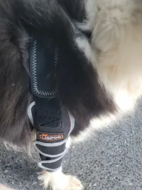 Nursing Dog Front Elbow Brace review 0