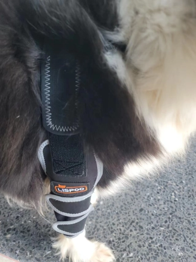 Nursing Dog Front Elbow Brace review 