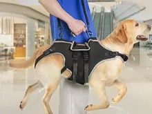 Total Body Lift Harness for Dogs review Thera Malan