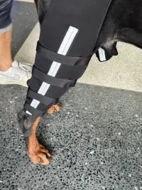 Hinged Dog Double Leg Brace review 0