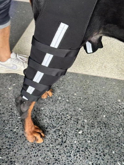 Hinged Dog Double Leg Brace review 
