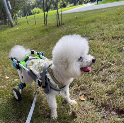 Fodable Large Dog Wheelchair for Back Legs review 