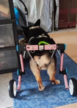 Fodable Large Dog Wheelchair for Back Legs review Katherine Judd