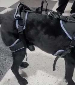 Hinged Dog Knee Brace for ACL Support review Louis Theresa