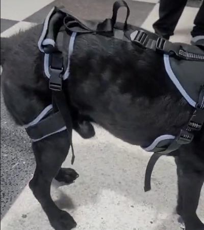 Hinged Dog Knee Brace for ACL Support review 