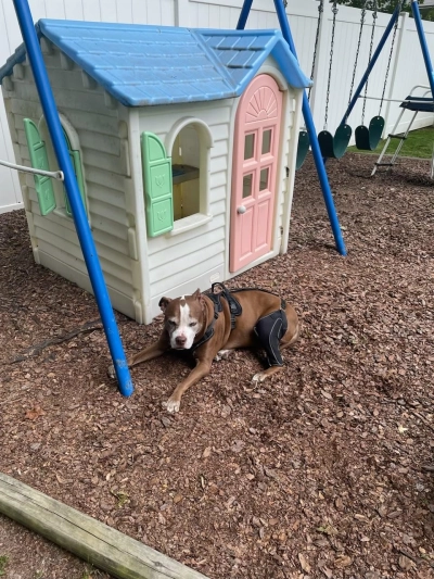 Dog Knee Brace for Torn Acl Hind Leg review 