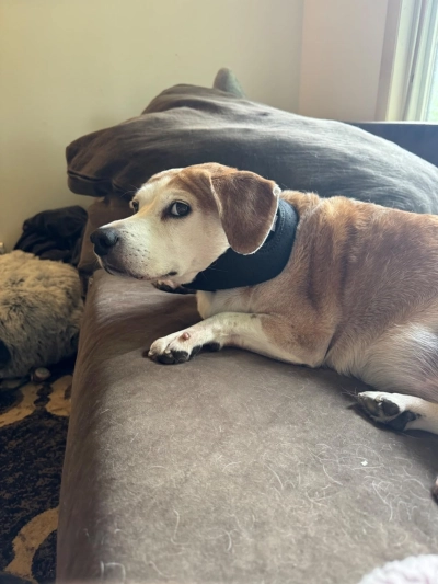 Dog Neck Brace for Dogs Neck Pain review George Crofts