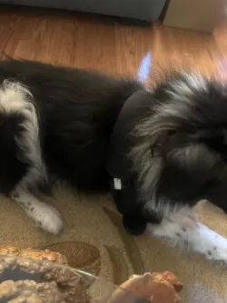 Dog Double Elbow & Shoulder Brace review Cora Wright 01