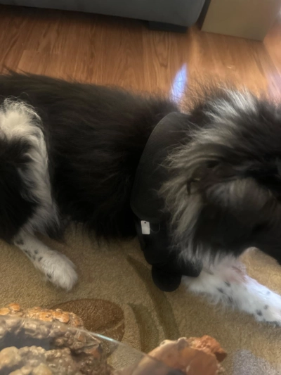 Dog Double Elbow & Shoulder Brace review Cora Wright