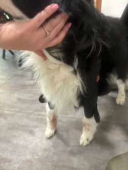 Dog Double Elbow & Shoulder Brace review Cora Wright 02