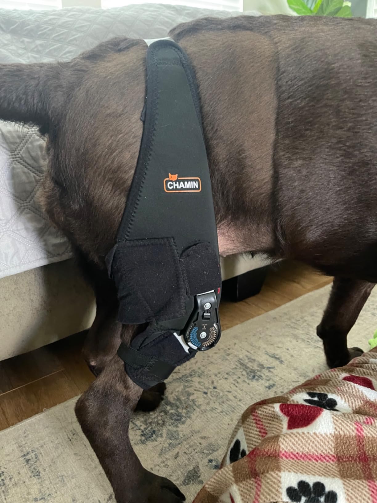 Adjustable Dog Acl Brace review Perry Jimmy