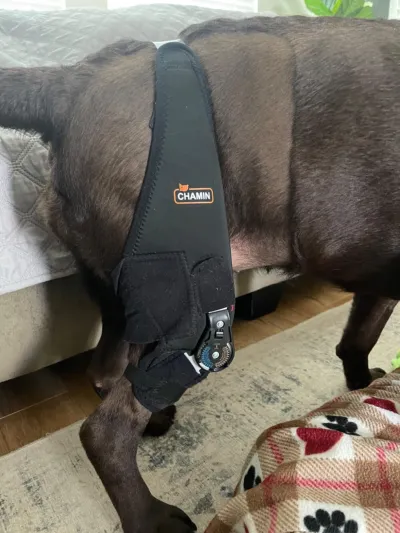 Adjustable Dog Acl Brace review Perry Jimmy