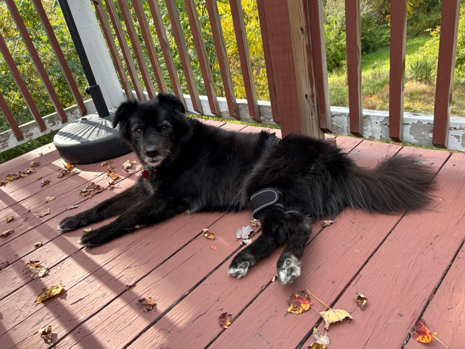 Dog Hip Brace for Hind Leg review Yehudi Moore