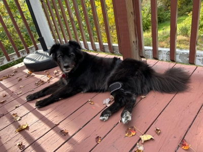 Dog Hip Brace for Hind Leg review Yehudi Moore