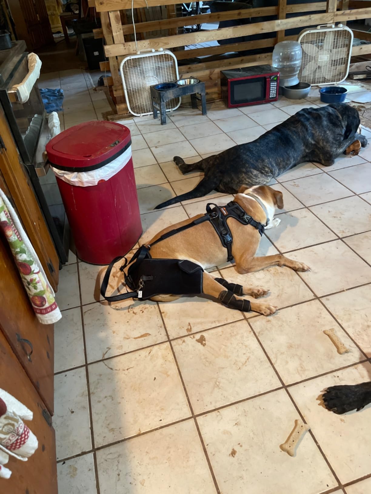 Dog Hip Support Brace for Dysplasia review Enid Dodd