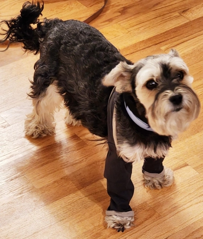 Front Leg Elbow Licking Sleeve for Dogs review Pandora Oscar