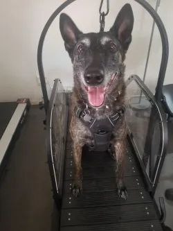 Dog Treadmill for Medium and Large Dogs review Alva Judson 01