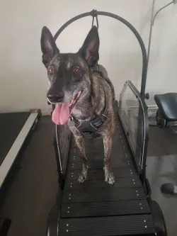 Dog Treadmill for Medium and Large Dogs review Alva Judson 02