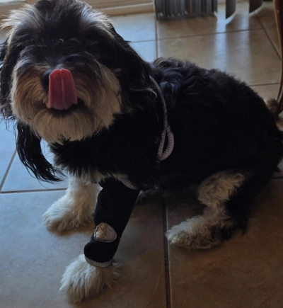 Anti-Lick Elbow Sleeves for Dogs review Adelaide Wallis