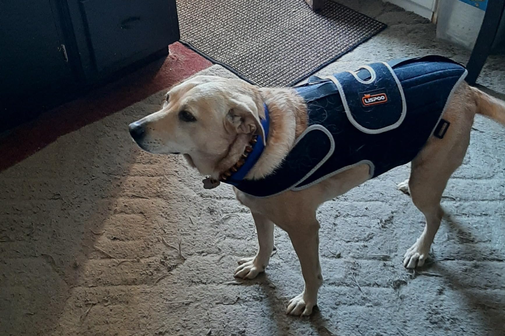 Dog Back Brace for IVDD review Claire Bunyan 01